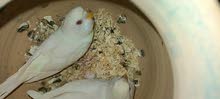 budgie breeding pair budgie breeding pair