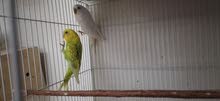 Budgie Hollandi Budgie Hollandi