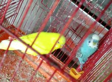2ذكر كوكتيل جاهزات نظافه وصحه 2 جوز حب