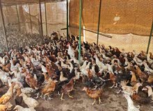 دجاج بلدي للبيع دجاج بلدي للبيع