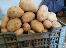 الزعيم لبيع اجود انواع البطاطس زهره درجه اولى للشبس الزعيم لبيع اجود انواع البطاطس زهره درجه اولى للشبس
