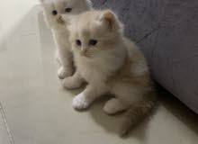 قطط شيرازي -Persian kittens قطط شيرازي -Persian kittens