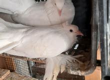زوج حمام عرايس زوج حمام عرايس