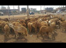 خرفٱاان العيد بالمعقوول خرفٱاان العيد بالمعقوول
