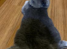 A Scottish Fold Cat for Sale! A Scottish Fold Cat for Sale!