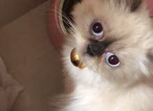 قط هملايا هاف بكي فيس قط هملايا هاف بكي فيس