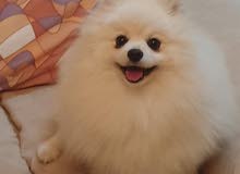 Pomeranian male and female for sale Pomeranian male and female for sale