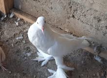 حمامه نفاخي حمامه نفاخي