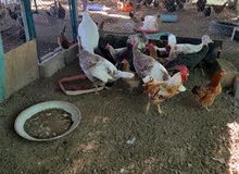 دجاج للبيع دجاج للبيع