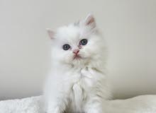 انثى شيرازيه ، female persian انثى شيرازيه ، female persian