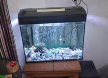 2 aquarium 1 with 8fish  and other empty with food
