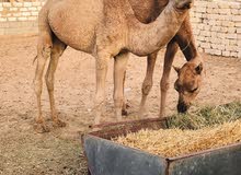 قعدان وطنية قعدان وطنية