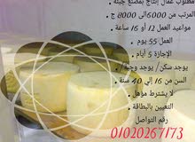 عمال إنتاج فى مصانع الجبنه عمال إنتاج فى مصانع الجبنه