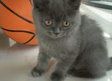 British short hair Kitten ( برتش شورت هير) British short hair Kitten ( برتش شورت هير)