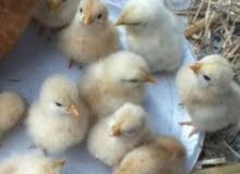 Cute baby chickens