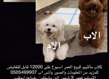 كلاب مالتيبو للبيع على 12000 قابل للتفاوض كلاب مالتيبو للبيع على 12000 قابل للتفاوض