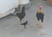 pakistani cock and 2 babys