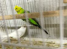 special offer 1 pair 50 only breeding pairs special offer 1 pair 50 only breeding pairs