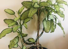 Dumbcane Plant Dumbcane Plant