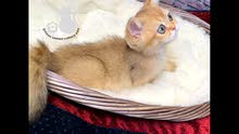 golden british straight ny11 kitten male ذكر golden british straight ny11 kitten male ذكر