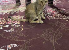 قطه للتبني الوصف مهم قطه للتبني الوصف مهم