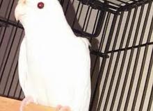 Breeding female for Sale Breeding female for Sale