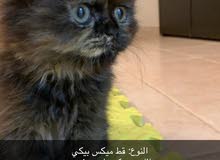 قطه ميكس بيكي قطه ميكس بيكي