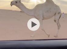 للبيع البكره
الحقه باتليه
وعلي جميع الشروط
اتصال للبيع البكره
الحقه باتليه
وعلي جميع الشروط
اتصال