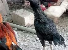 بطوط عدد 15 بطه كلهن كبار وبياض +6 بطات زغار عمر 3 ايام+دجاجتين هراتي بطوط عدد 15 بطه كلهن كبار وبياض +6 بطات زغار عمر 3 ايام+دجاجتين هراتي