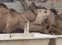 حيران وطنية امقرسة0915502547 حيران وطنية امقرسة0915502547
