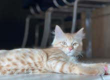 shirazi Persian male cat for mating only shirazi Persian male cat for mating only