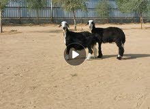 يعد للبيع أحجام طيبه يعد للبيع أحجام طيبه