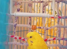 مطلوب طواير اناثي حب لاتين او البينو حبتين او ثلال للشراء الفوري