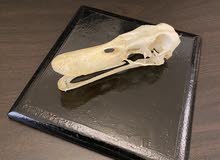 Duck skull model Duck skull model