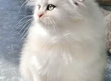 Scottish fold kitten سكوتش فولد Scottish fold kitten سكوتش فولد