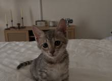 Kittens for adoption, قطط للتبني