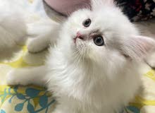 pure breed Persian cat long hair