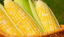 سبول الذره أمريكي 18 المرطه 091-4355015 سبول الذره أمريكي 18 المرطه 091-4355015