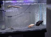حيتين قار و حبتين اوسكار و بليكو 2 gar fish and 2 Oscar and 1 pleco حيتين قار و حبتين اوسكار و بليكو 2 gar fish and 2 Oscar and 1 pleco