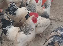 بيض دجاج بيض دجاج