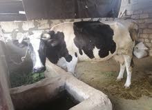بقرة عشره بقرة عشره