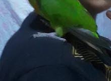 ببغاه سنغالي مروض ببغاه سنغالي مروض