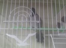 سلام عليكم بلابل كلهم ربه يلعبن عل ايد سلام عليكم بلابل كلهم ربه يلعبن عل ايد