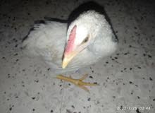 دجاج من نوع اصيل دجاج من نوع اصيل