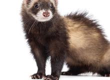 Wanted Ferret Wanted Ferret