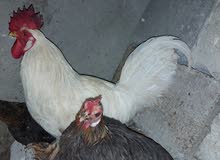 دجاجه وديج دجاجه وديج