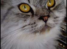Persian Female cat pure breed Persian Female cat pure breed
