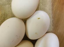 100 local eggs , nadan mutta , deshi anda 100 local eggs , nadan mutta , deshi anda