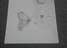 رسمة قط و فراشة رسمة قط و فراشة
