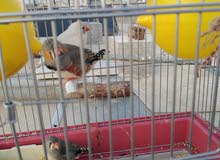 جوزين جنة شغالات جوزين جنة شغالات